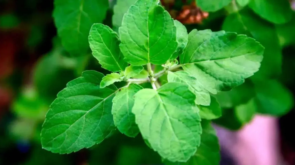 চুল পাতলা হয়ে যাচ্ছে ?